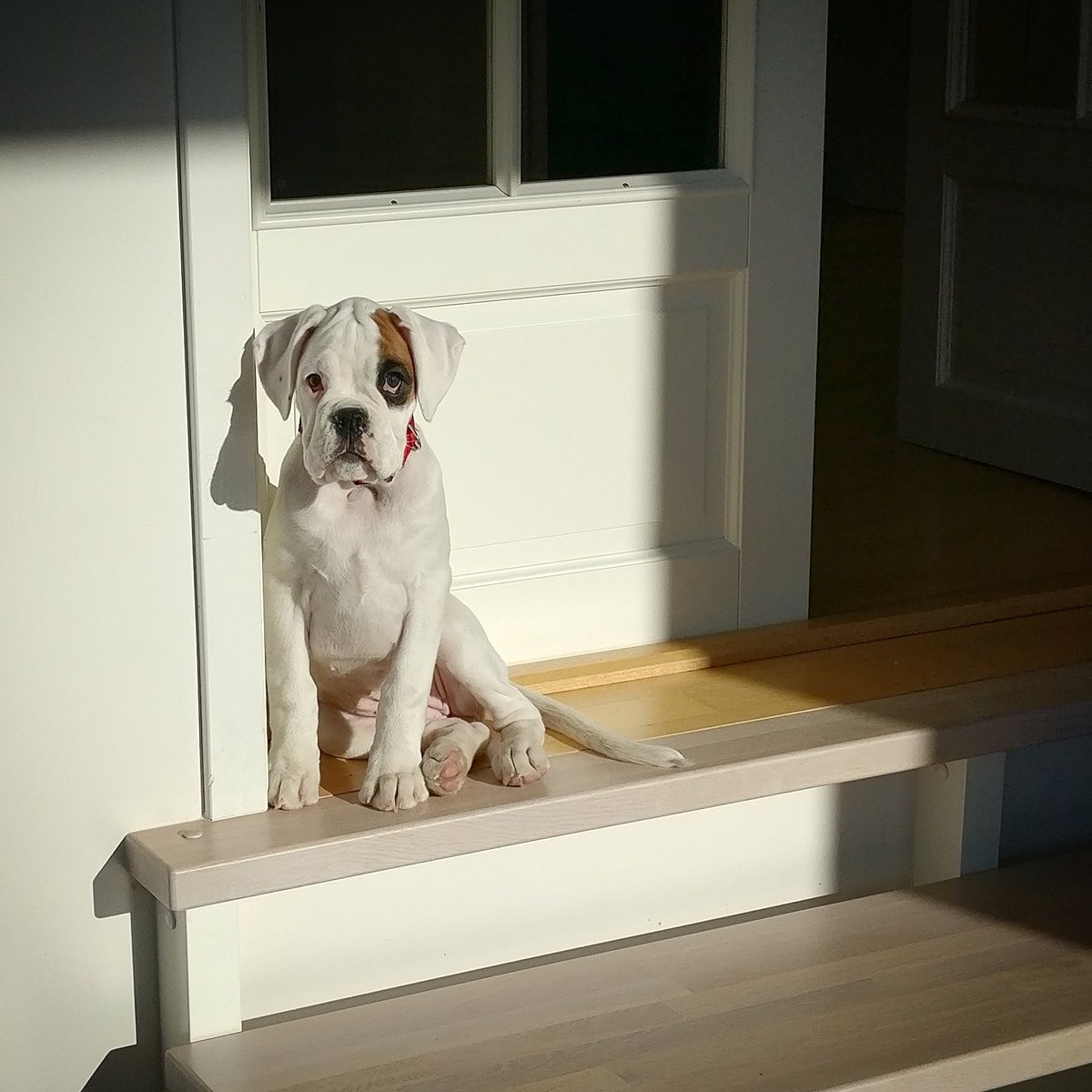 BoxerHope's tweet image. Enjoying the winter sun. Today and one year ago. Oh, how time flies...