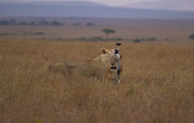 Radio702's tweet photo. COMING UP: A first-of-its-kind SA doccie film brings wildlife closer using in virtual reality. @wearedeepvr CEO @ulricogc tells @Azania_ about creating 'Exodus: The Great Migration'.  #ExodusVR Tune in on https://t.co/W6eZvRzHfZ https://t.co/TSF5H1lHTI