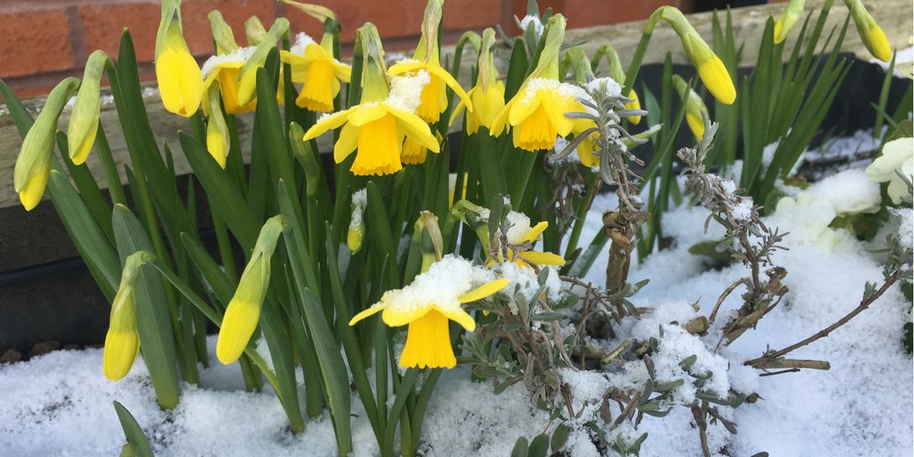 StLukesHospice's tweet image. No matter how long the Winter, Spring is sure to follow (Proverb) #snow #beastfromtheast #Springisonitsway #cheshire
