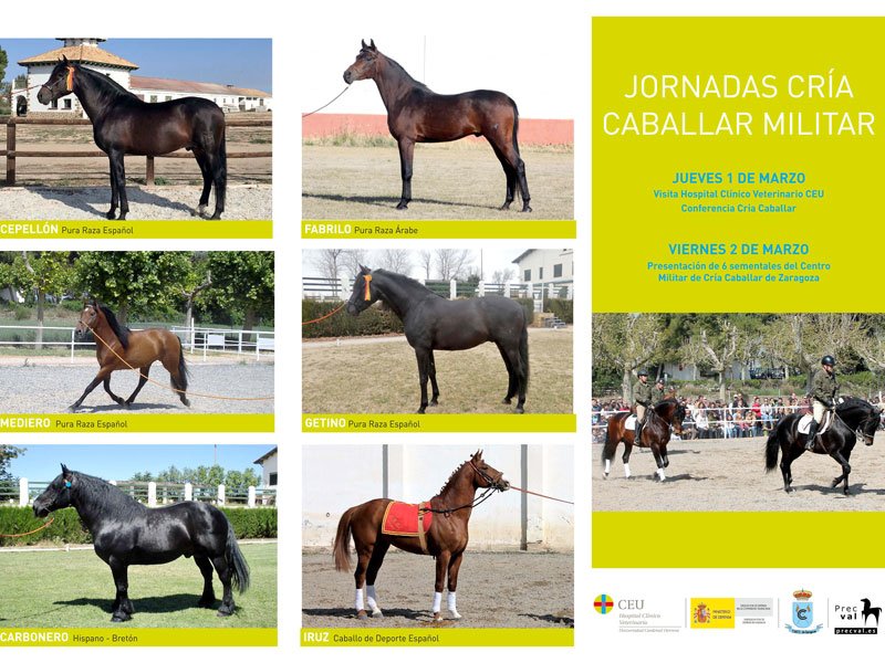 Ecuestre_es's tweet photo. Jornadas sobre el mundo del caballo en la Comunidad Valenciana https://t.co/Mm5umlMkCS #caballo #precval #criacaballar https://t.co/l8EmYG3lnc