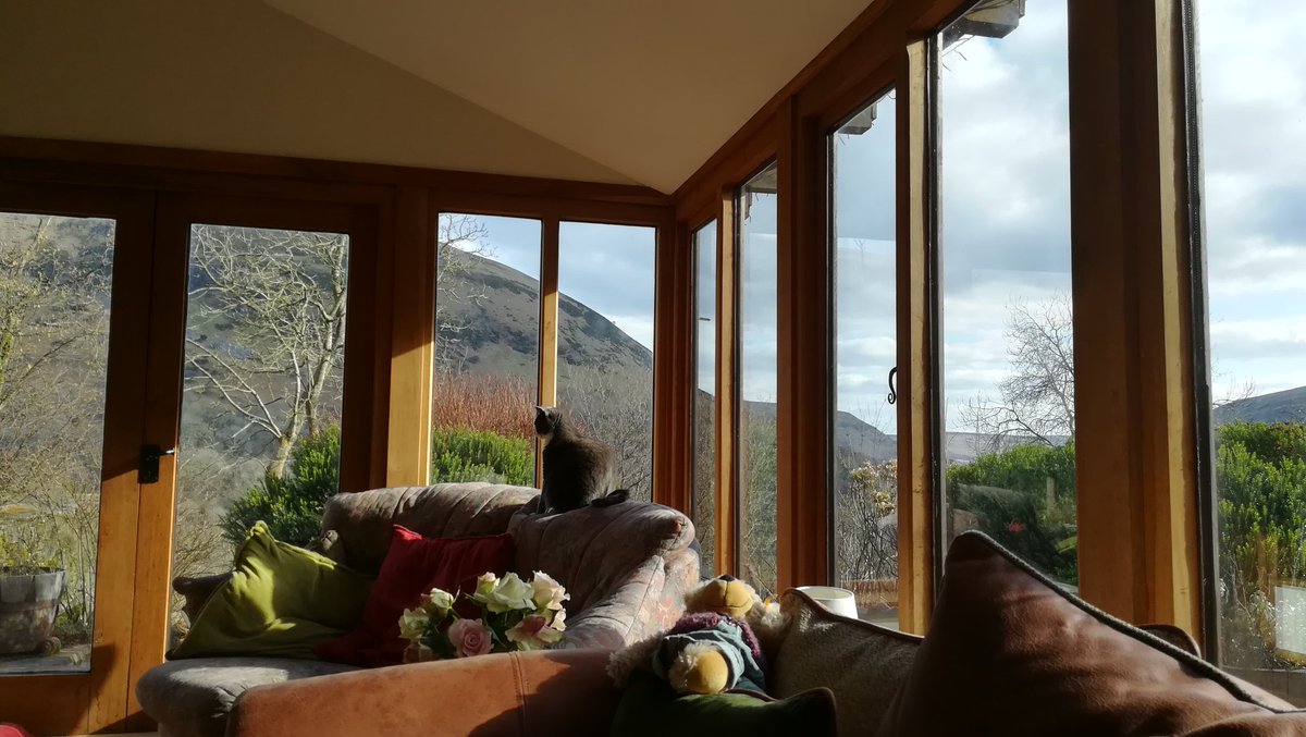 Bertie_Junior's tweet image. Yesterday we did some Sun puddling, and Charlie Bear fell asleep and I worked on my ornithology as well #sofaday