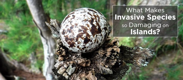 IslandConserv's tweet photo. Why are #island species so susceptible to extinction due to #invasive species? #endemic #preventingextinctions #NISAW2018 https://t.co/NAZwV7MRMS https://t.co/qe6WiU7ZpU
