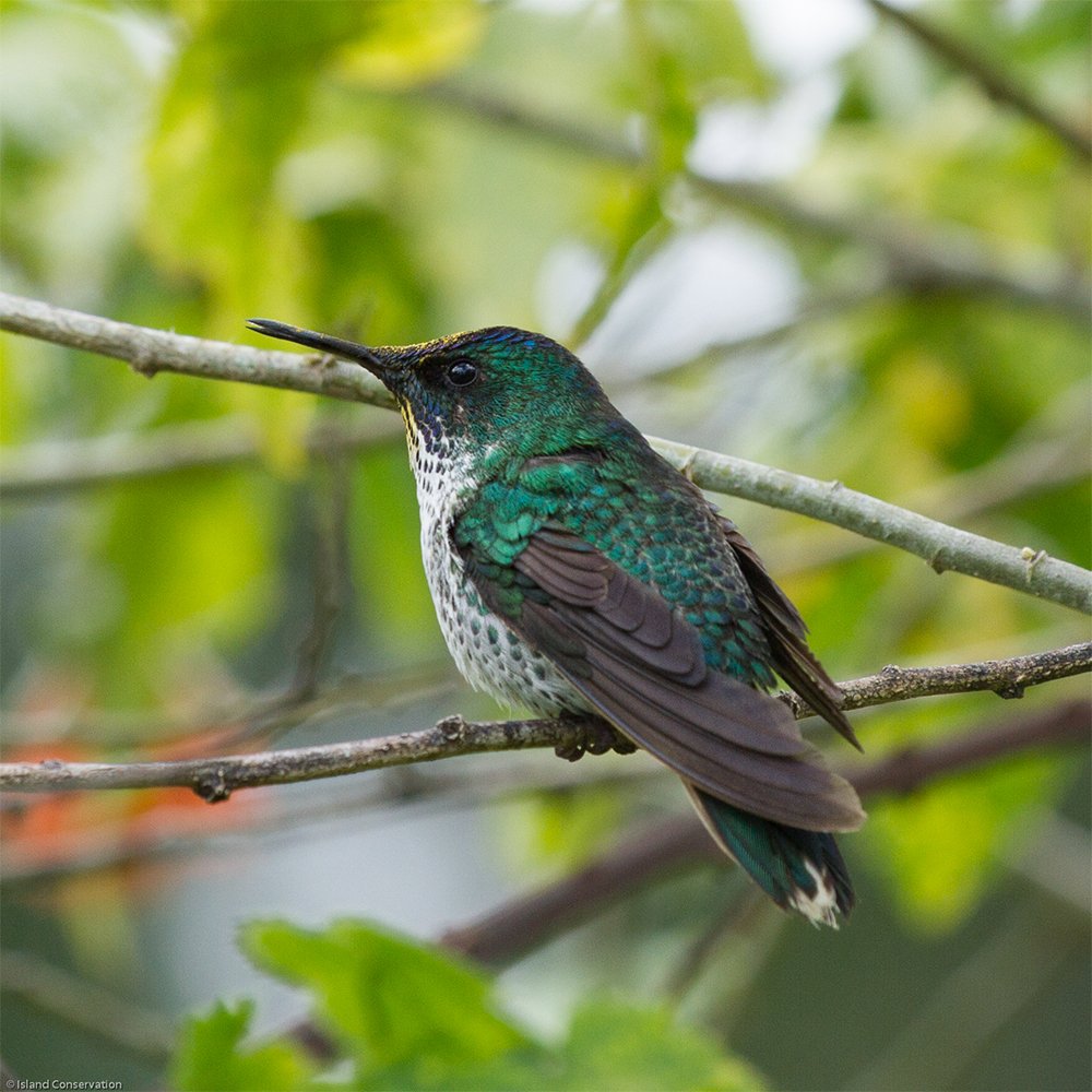 IslandConserv's tweet photo. Why are #island species so susceptible to extinction due to #invasive species? #endemic #preventingextinctions #NISAW2018 https://t.co/NAZwV7MRMS https://t.co/qe6WiU7ZpU
