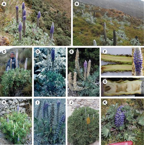 BotJLinnSoc's tweet photo. Convergent evolution of high elevation plant growth forms ... in Andean Lupinus (Fabaceae), Contreras-Ortiz, Atchison, Hughes &amp; Madriňán - available in Advance Access https://t.co/yPsHYFaf2b … (one of the papers in the upcoming special issue on legumes) https://t.co/pmNeOXFCSV