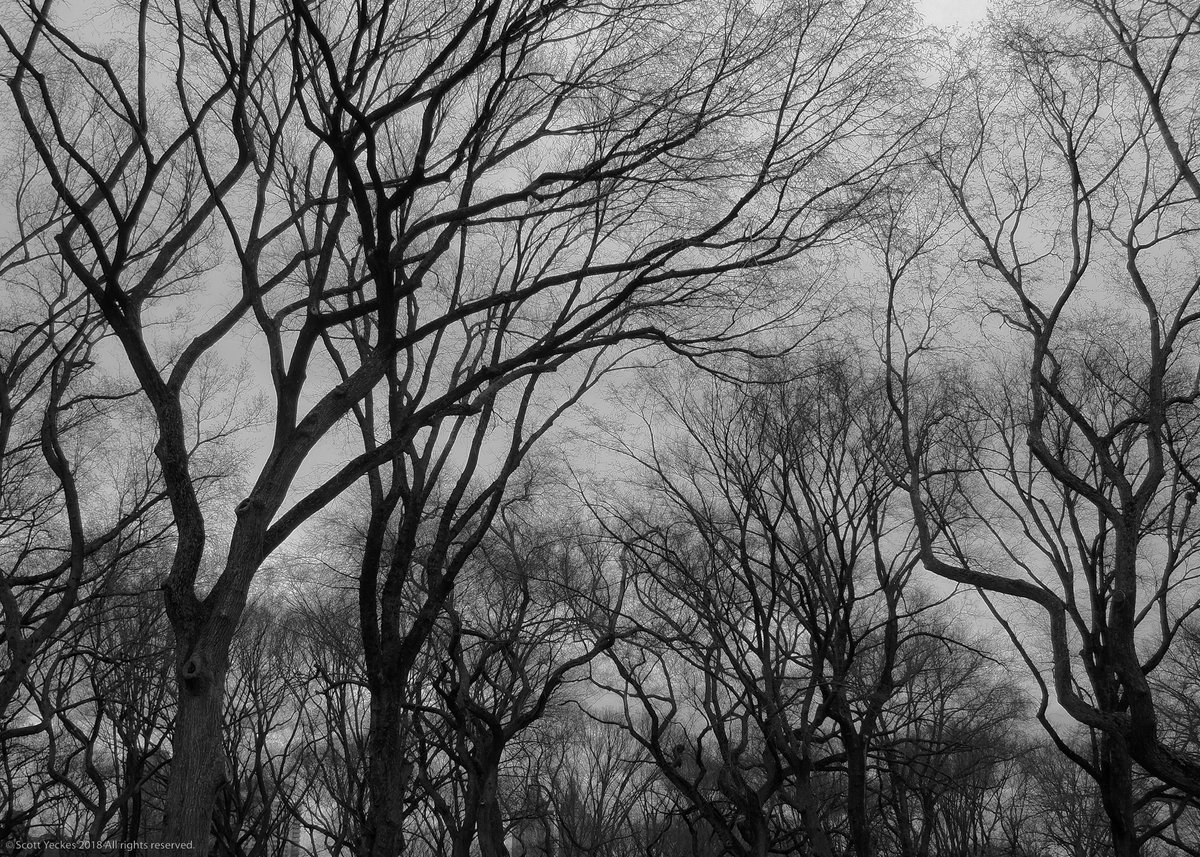 Syeckes's tweet photo. Grey and Tangled in @CentralParkNYC #Grey #GreyDay #NYC #Nature #NewYork #Solitary #Winter #aypclub #blackandwhite #branches #centralpark #leaflesstrees #manhattan #monochrome #mysterious #perspective #pointofview #pov #solitude #streetphotography #tangledbark #trees https://t.co/eVBMSfybL6