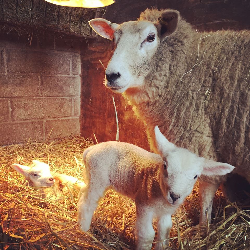 NettexAgri's tweet photo. When cold weather strikes, lambs become more susceptible to hypothermia. Keep those energy levels up with NETTEX Ultra Concentrate Colostrum! Ask your local stockist for some today https://t.co/wAbdQU0KJL https://t.co/1j2YPlfmHm