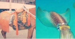 0omaruo0 Angler Pa Twitter 魚の豆知識 アオリイカ アオリイカは漢字では 障泥烏賊 と書きます この 障泥 あおり は馬腹の両脇をおおう馬具で 泥よけのためのもの その形状に魚体が似ていることから アオリイカ と呼ばれるようになったのだそうです