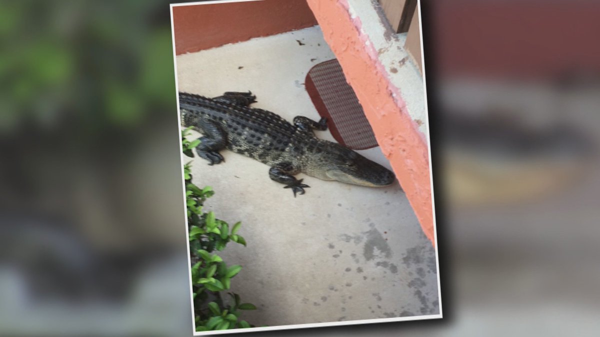 9-foot gator makes unannounced visit to Florida apartment bit.ly/2FarKP5?utm_so… https://t.co/via9qU6K2f