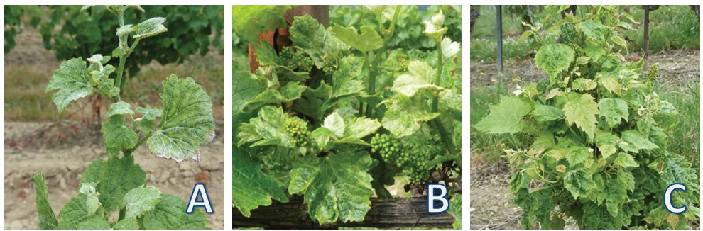 EuPathogen's tweet photo. Some confused symptoms in #vines but their causes are totally different: (A) Boron deficiency, (B) Pinot gris #virus disease (#GPGV) (C) Herbicide toxicity (glyphosate),
More pics about #GrapevineViruses 👉coming soon in EuPAThOGEN photogallery https://t.co/7pGwj4PVTy
