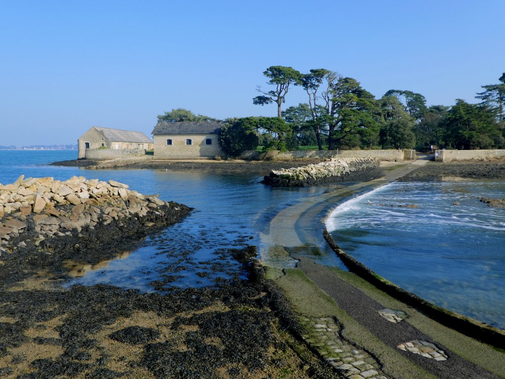 DuGolfe's tweet image. Île de Berder
#Berder, est une petite île de 23 hectares dépendant de la commune de #Larmor-#Baden.
Golfe du #Morbihan, #Bretagne