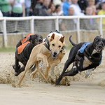 Photo by Poole Greyhounds Stadium (@Pooledogs)