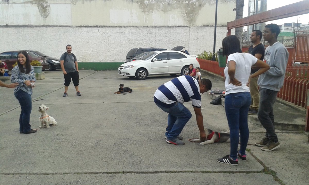 EscuelaDDK9's tweet photo. #Entérate || Todos los sábados estamos realizando clases grupales, con la finalidad de que los canes continúen su entrenamiento diario y socialicen, buscando un mejor adiestramiento.
Si deseas contactarnos puedes hacerlo por el Telf. 0414-227.54.10 https://t.co/5H1Fr522P3
