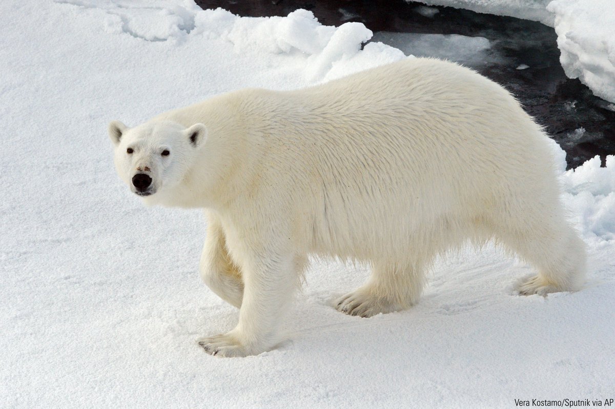 Fox News tweet media