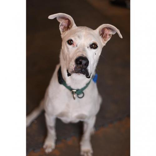 bestfriends's tweet photo. Join us on Facebook today at 4:30 p.m. ET when we go LIVE with our Featured Pet of the Week, Rosebud! This beautiful and calm girl flies home for FREE! Tune in today at 4:30 p.m.: https://t.co/fetIpq8JlQ. ^ND https://t.co/jQ2HDRnCRR