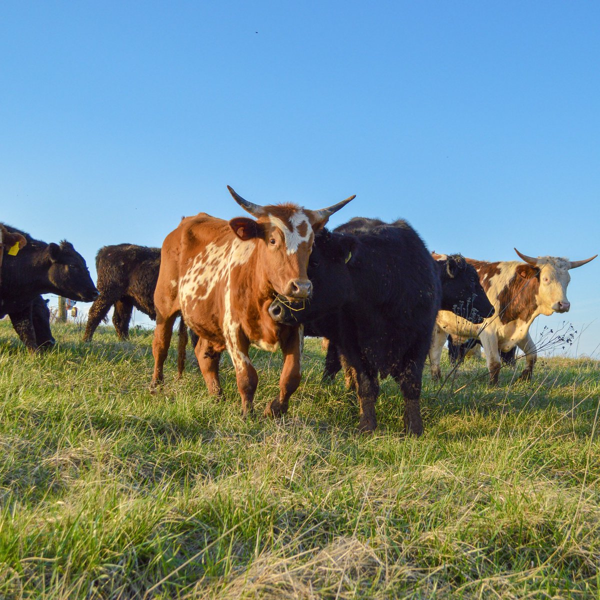 farms_century tweet picture