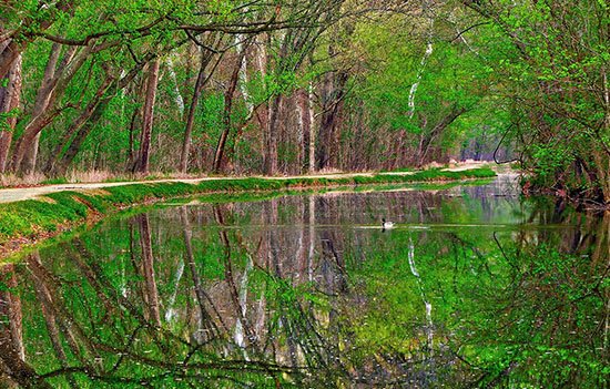 chesapeakebay's tweet image. More trees please! Sign our petition to help us #ProtectOurTrees in Maryland. bit.ly/FCAProtectOurF…