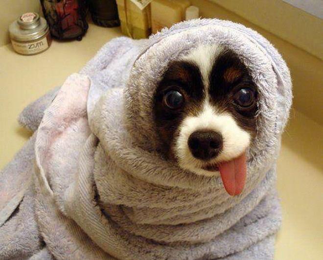 HAPPETS (@chienaccessoire) on Twitter photo 