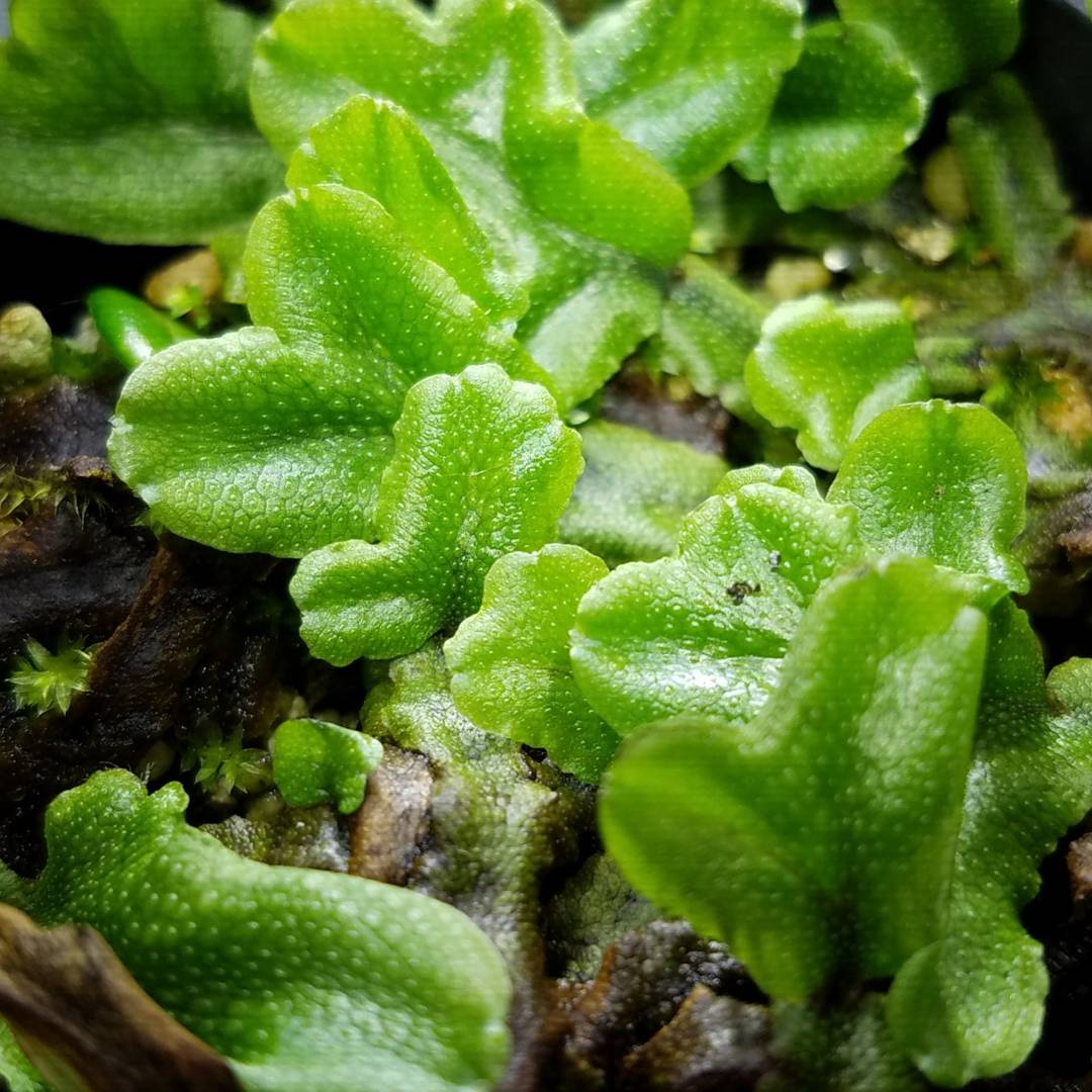 Tundra Liverworts