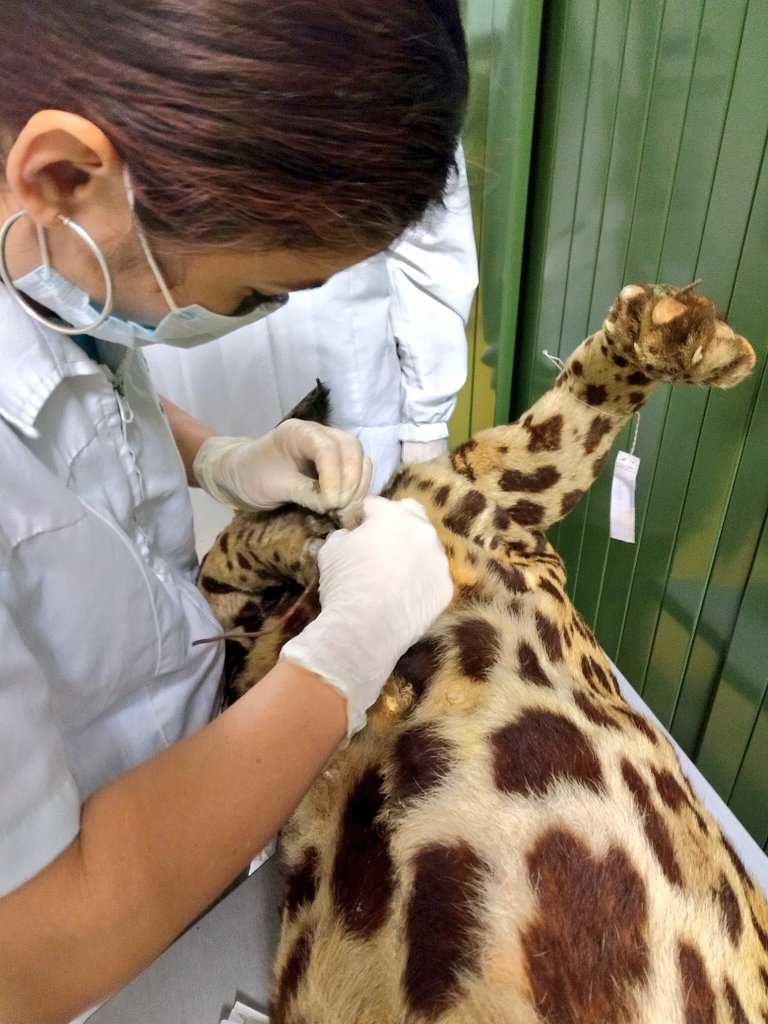 BioHackingCol's tweet image. Amamos los martes, día de investigación en @MuseoITM nos mueve la #biodiversidad, el reto estandarizar protocolo de extracción de DNA antiguo Puma concolor 

 #biology #freescience ##ciencialibre