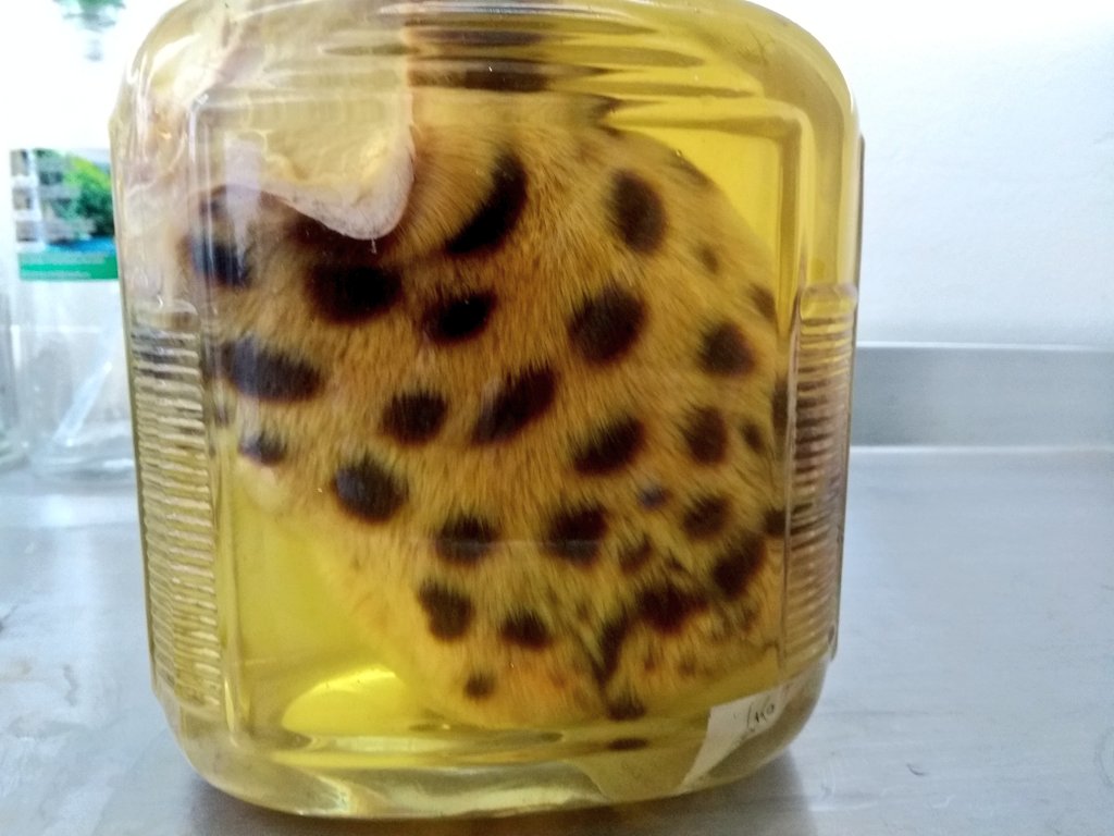 BioHackingCol's tweet image. Amamos los martes, día de investigación en @MuseoITM nos mueve la #biodiversidad, el reto estandarizar protocolo de extracción de DNA antiguo Puma concolor 

 #biology #freescience ##ciencialibre