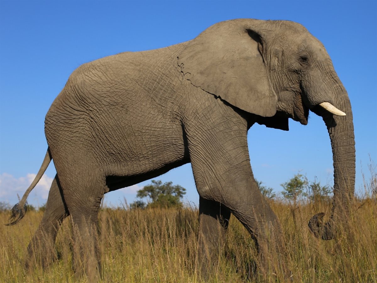 WGAuctions's tweet photo. PRESS RELEASE - Please take some time to read our press release stating our stance on the trade of Ivory and online wildlife trade. Let us know your thoughts on this issue, let's get the conversation going. https://t.co/6YBMZzNcZD 

#worthmorealive #banallivory https://t.co/imxuPgMz8e