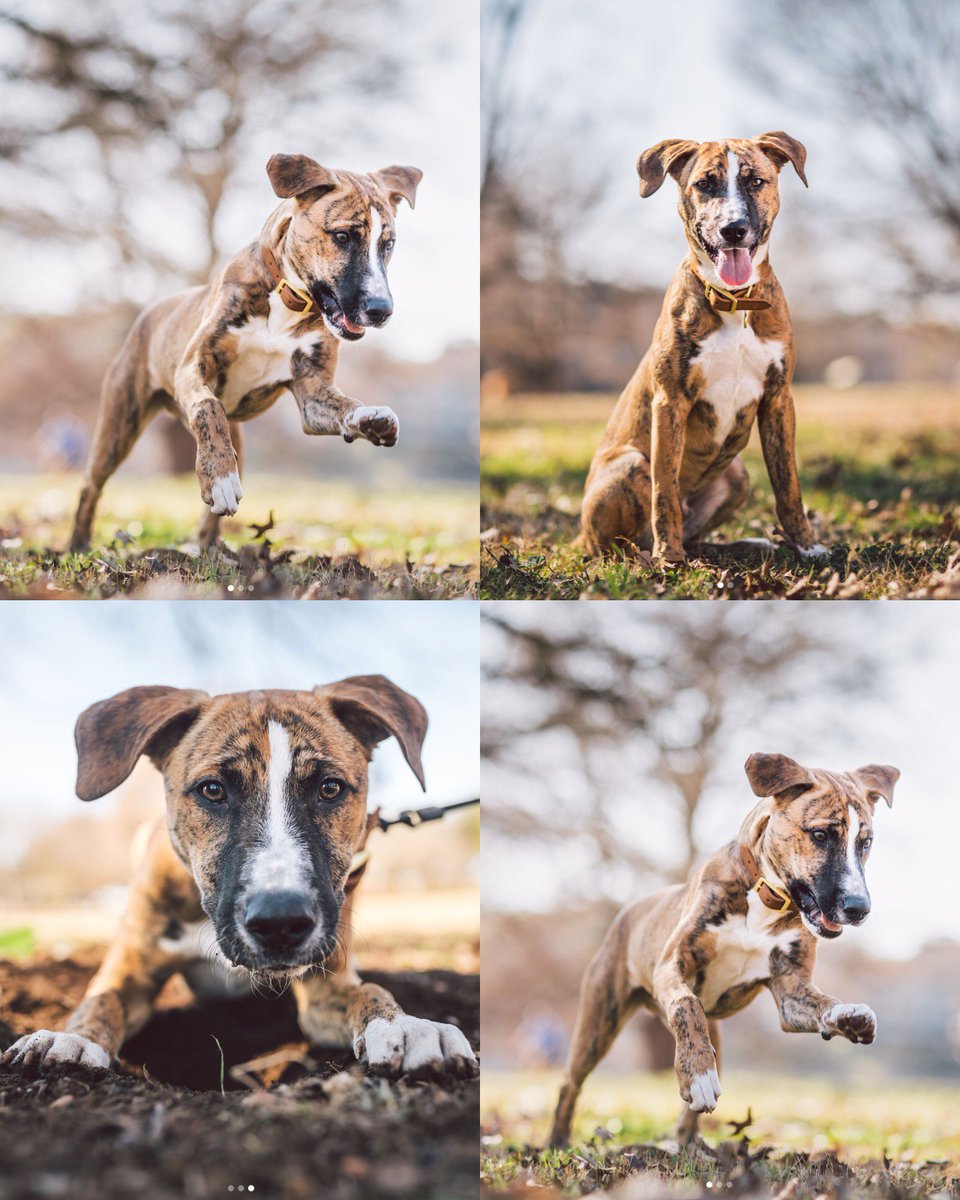 zilkerbark's tweet photo. Chief, the 5mo old Pit mix. Jumping into this day like his job is that iconic ski/shoot sport in the Olympics. https://t.co/LBKdXKdIuz