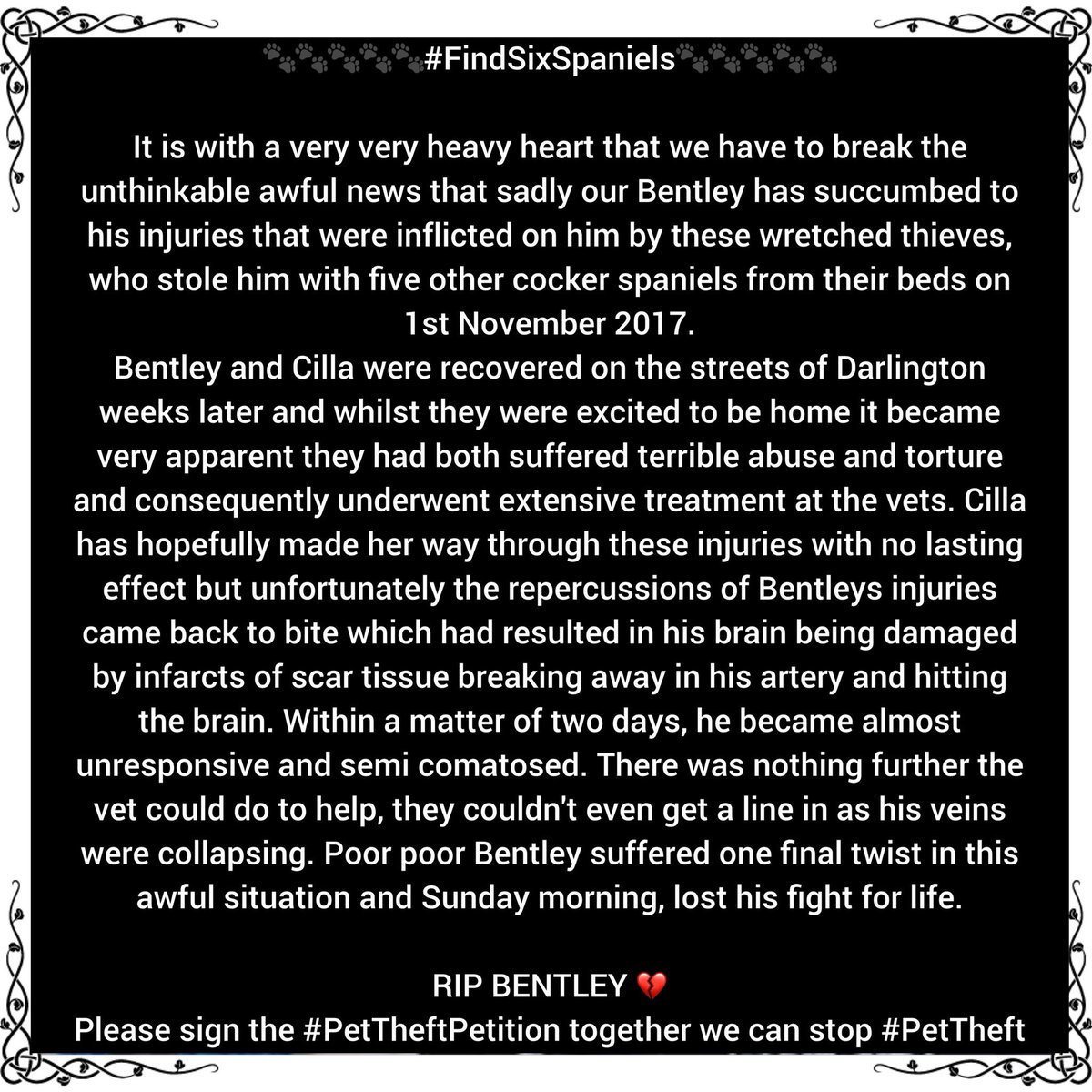 SAMPAuk_'s tweet photo. RIP 💔 Bentley has succumbed to his injuries that were inflicted on him by these wretched thieves, who stole him with five other cocker spaniels from their beds on 1st November 2017  #PetTheft must stop the pain to #pet owners is horrendous Pls sign  https://t.co/GjnNaaqWJq https://t.co/YSComDbQXd