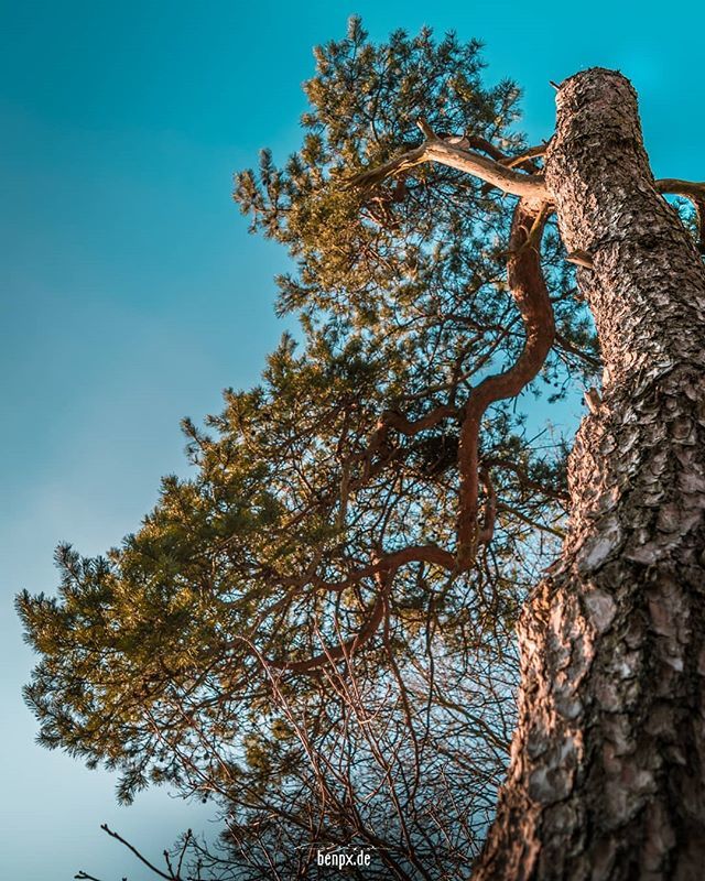 While i'am going through my Photo Gallery i found this Picture. It is from #spring 2016. I really like the Shape of this Tree. #hiking #nature #dof_nature #naturephotography #photography #photooftheday #tree #mirrorlessgeeks #sony #sonyimages #sonyshoote… ift.tt/2otQd8w
