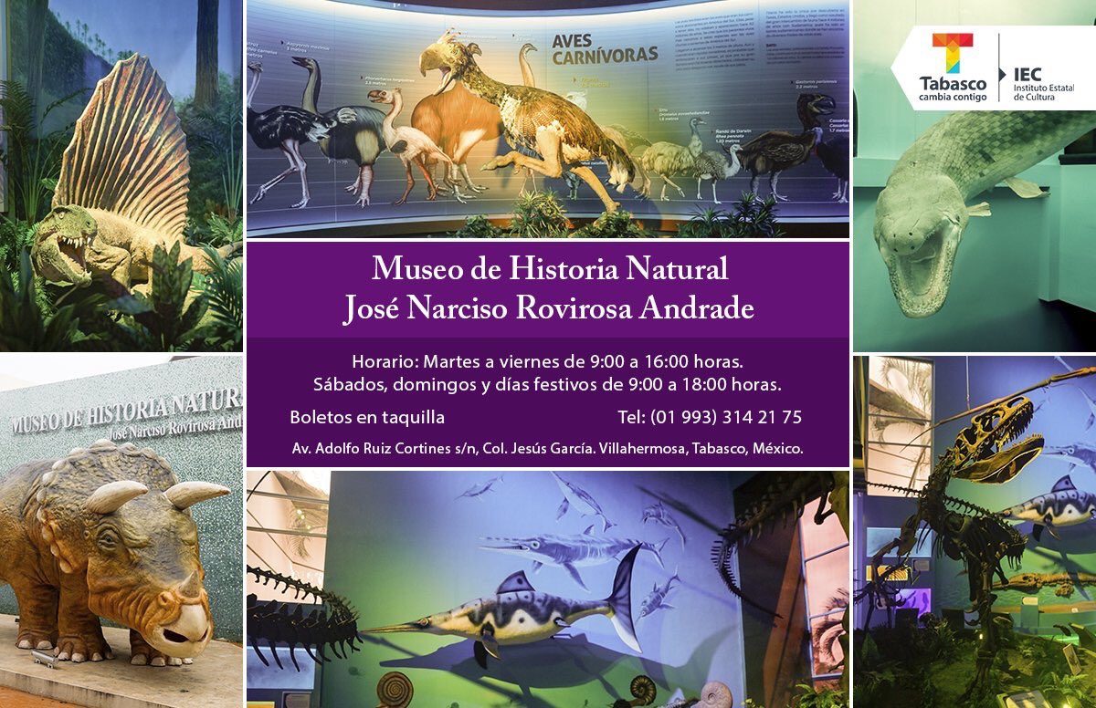 AMHMT's tweet photo. Les invitamos a visitar en familia el Renovado #Museo de Historia Natural, que cuenta con novedosas exhibiciones.

#Cultura #ViajemosTodosPorMéxico #ViajayDescubreTabasco https://t.co/ztg1z9ycQe