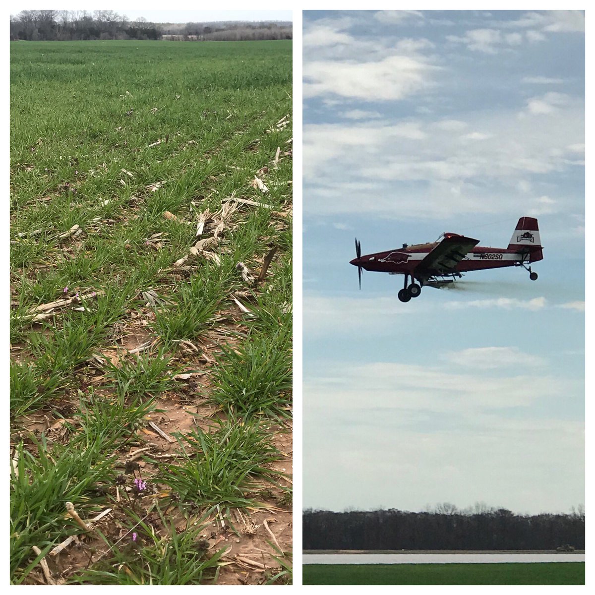 3BrosFarms's tweet photo. Wheat fert time in the
#RIVERVALLEY 
With hog plane
@ArkRazorbacks 
@airtractorinc https://t.co/pZoCWL5yfu