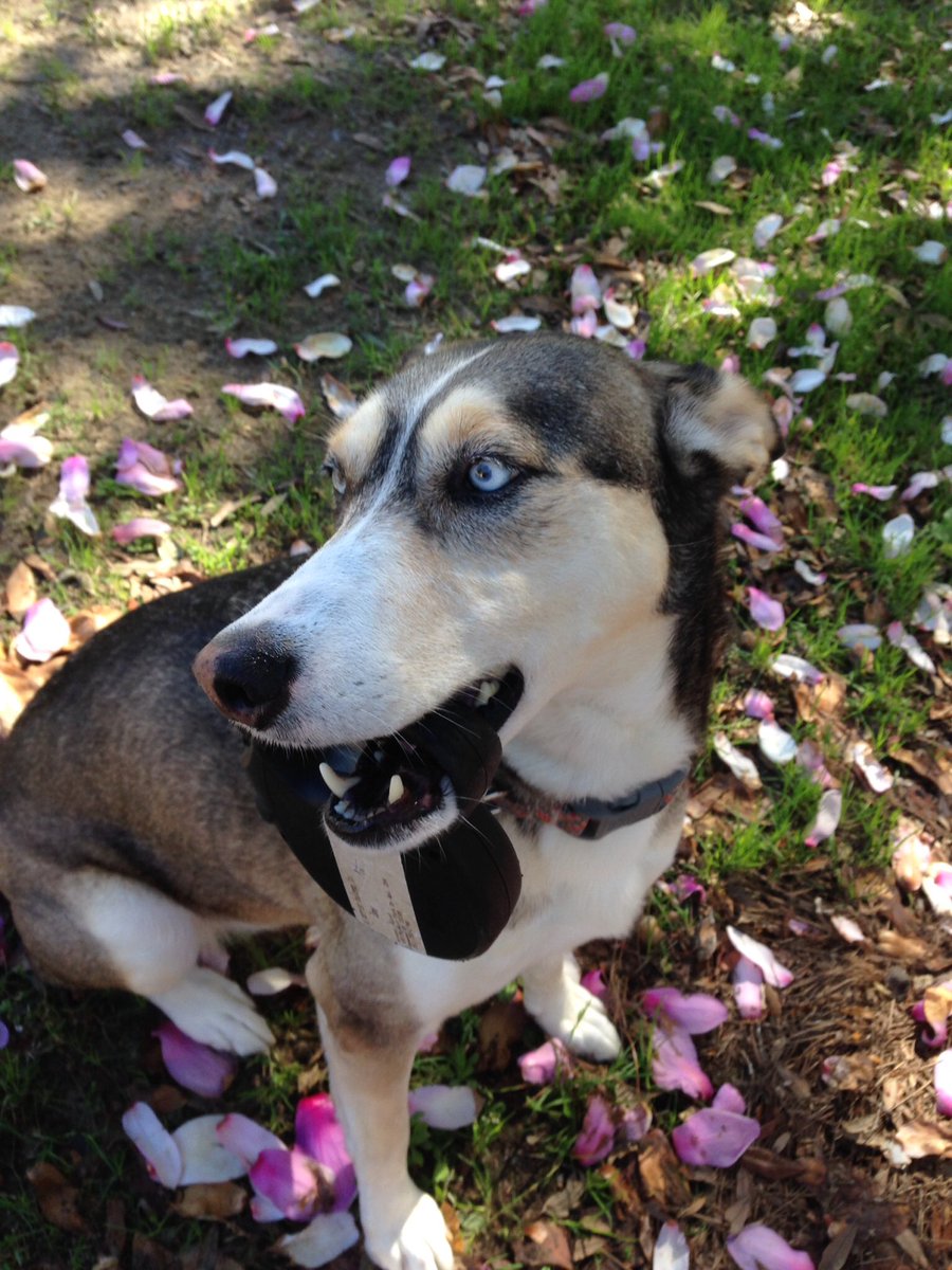 zoeyadvnturepup's tweet photo. #NoBrainerWayToHappinessIs Ignore all responsibilities, relax and take yourself for a walk #buzzfeedanimals #dog_rates #DogsButAlsoDogs https://t.co/PhyDpkvUG0
