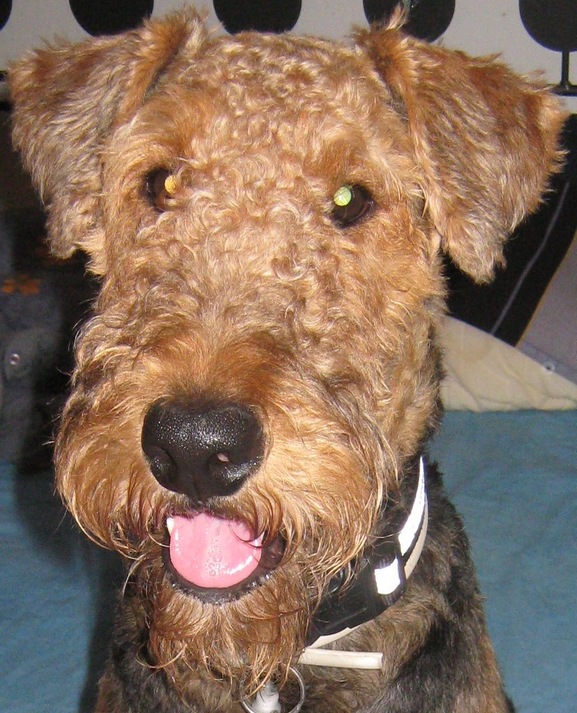 Berti_and_Ernie's tweet image. This will cheer you up. A utterly true #dog #laugh.
#dogsarejoy