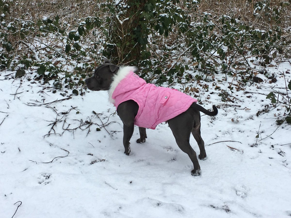 BlueStaffieRoxy's tweet photo. Not afraid of #BeastFromTheEast 😎🐶❤️
@dogcelebration 
@SoppyStaffiesUK 
@Staffie_Lovers 
#StaffordshireBullTerrier
#Staffie
#DogsOfTwitter 
#Snowmageddon https://t.co/JgwteKFbDQ