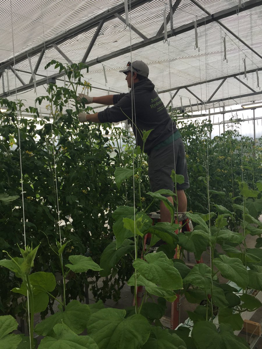 AmHydro's tweet image. “It used to be hydroponics was just a nod, nod, wink, wink, word for pot growing. Now it is accepted by consumers as a preferred method of growing high-quality food.” - Michael R. Christian, Founder of American Hydroponics