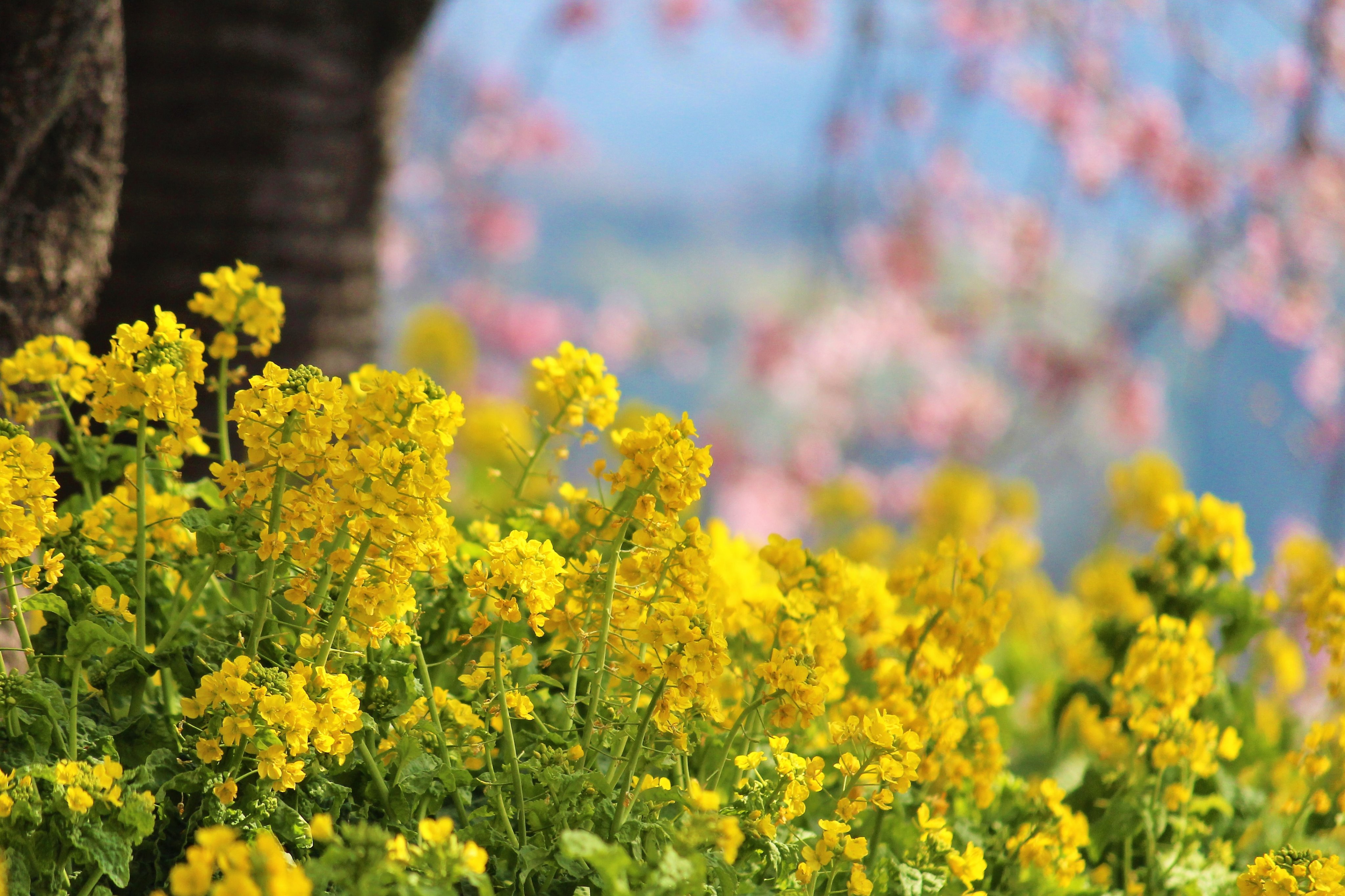 ゆーこ まつだ桜まつりにて 桜が見頃を迎えた休日には人であふれかえる散策路も 平日の午前中とあって驚くほど静か 落ち着いて写真が撮れました これからゆるゆると山頂へ向かいます しばらくおつきあいください 皆様 心穏やかな夜をお過ごし