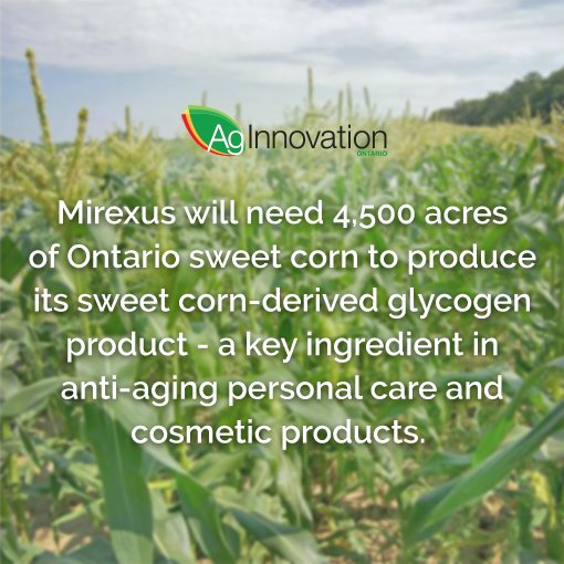AgInnovationOnt's tweet photo. Cosmetic and health products generate new markets for Ontario sweet corn l by @foodandfarming @CreatedatGuelph #Mirexus
#sweetcorn #nanotechnology #antiageing
https://t.co/Zd2OKaXd6t https://t.co/OtTvA5Pdza