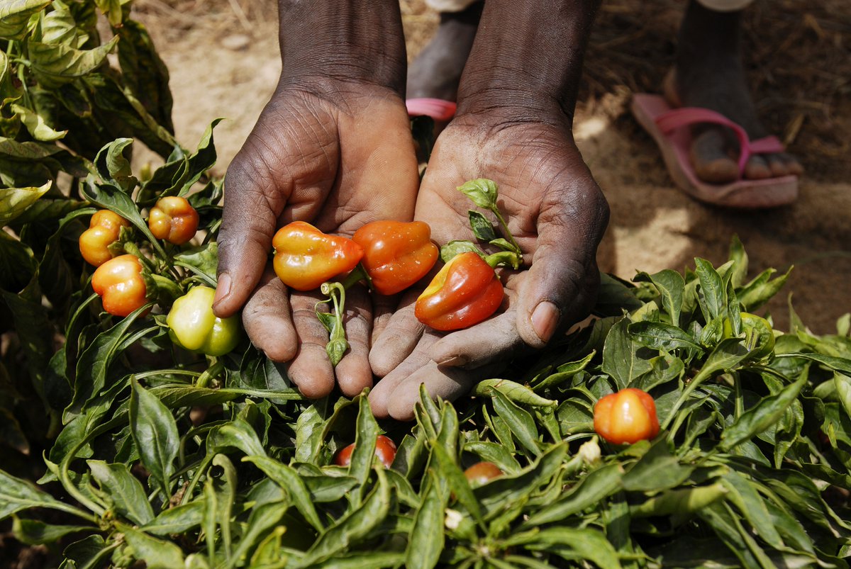 Smallholder #farmers are the main producers of #food globally and provide 60 to 80% of the food produced in #developing countries.
Learn why access to diverse #agricultural technologies is key to ensuring that farmers can continue to feed the world.
bit.ly/2EPmbWh