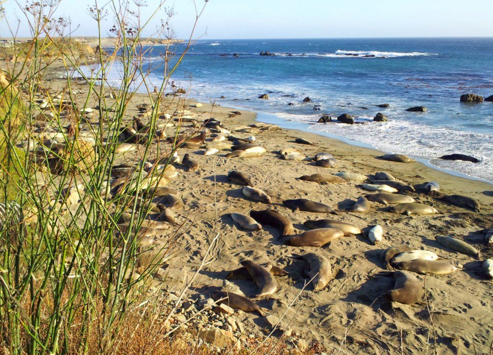 @TMMC Elephant seals are just one of the cool marine mammals you will find along the #California coast -- make a plan to #getintoyoursanctuary today!
