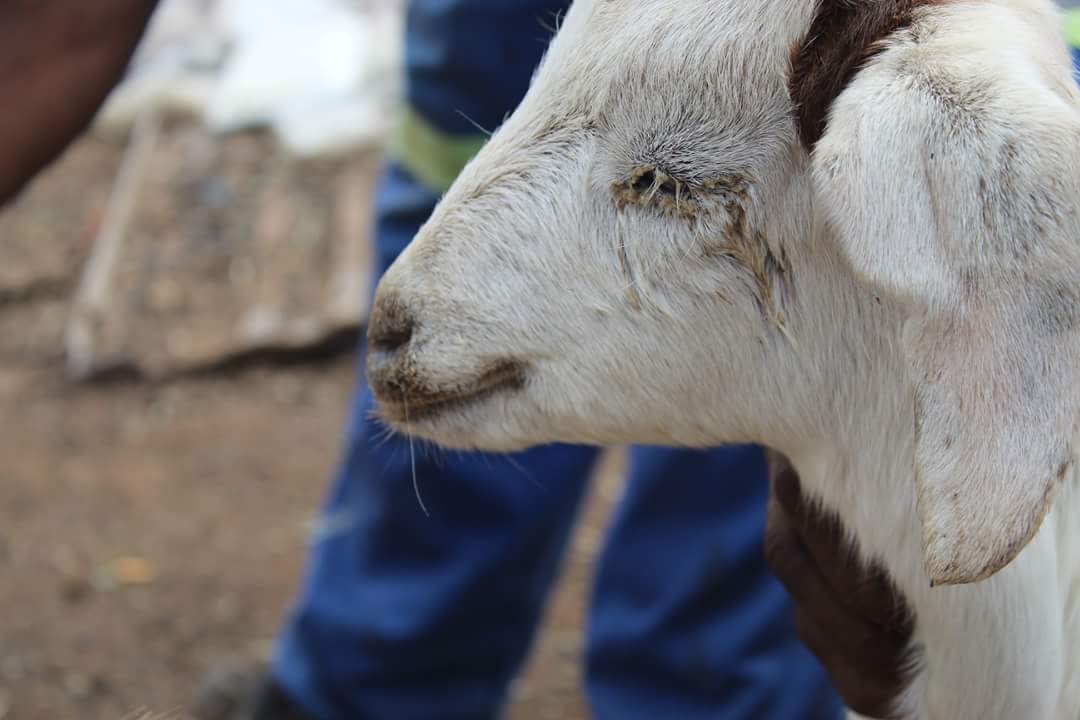 ActionVoices's tweet photo. David Van Wyk wrote:
The blind goats of https://t.co/ImHUjLD0s6 living close to old tailings/slimes dams are complaining that there animals go blind as a result of the dust. The dust contains lead, arsenic,copper and uranium. ( Pictures by Brown Motsau) @benchmarks16 https://t.co/2mmm6riRvK