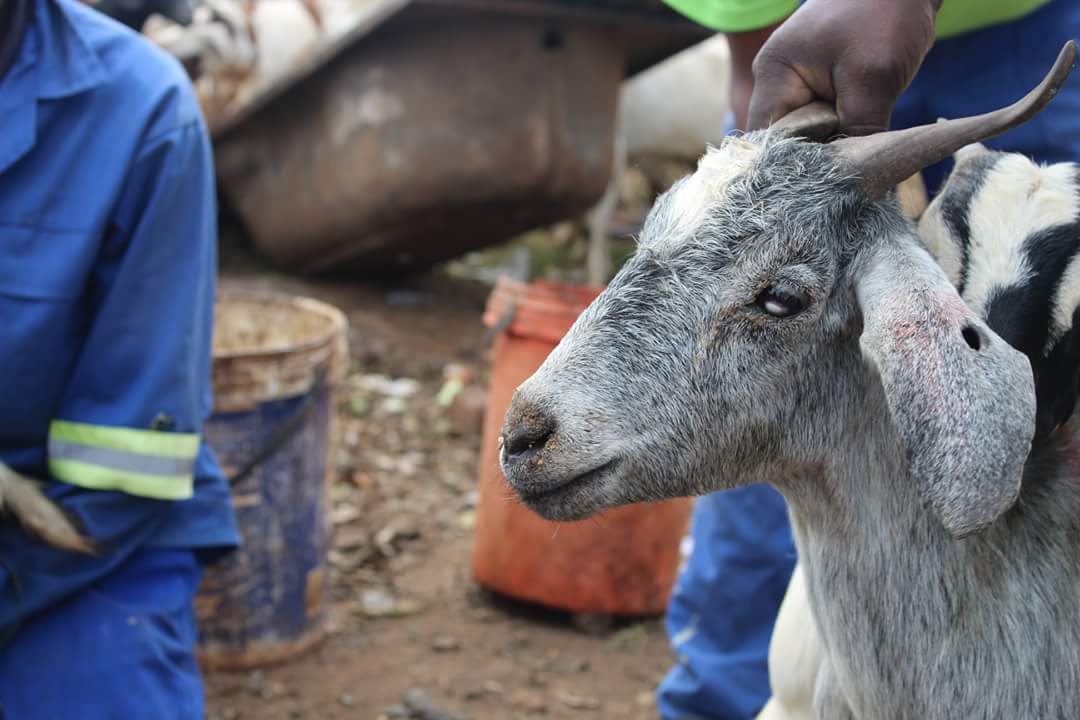 ActionVoices's tweet photo. David Van Wyk wrote:
The blind goats of https://t.co/ImHUjLD0s6 living close to old tailings/slimes dams are complaining that there animals go blind as a result of the dust. The dust contains lead, arsenic,copper and uranium. ( Pictures by Brown Motsau) @benchmarks16 https://t.co/2mmm6riRvK