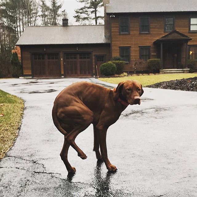 marcy_colangelo's tweet image. 💭But my paws are gonna get wet. .
.
#rainproblems #icanholdit 
#dontmakeme #vizsla #vizslaworld #vizslalife .
.
.
📷@calhoun_the_vizsla ift.tt/2HQYKKE