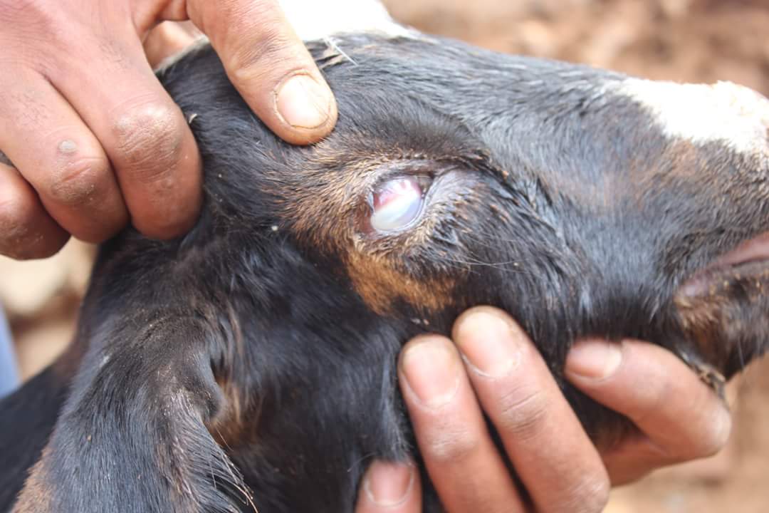 ActionVoices's tweet photo. David Van Wyk wrote:
The blind goats of https://t.co/ImHUjLD0s6 living close to old tailings/slimes dams are complaining that there animals go blind as a result of the dust. The dust contains lead, arsenic,copper and uranium. ( Pictures by Brown Motsau) @benchmarks16 https://t.co/2mmm6riRvK
