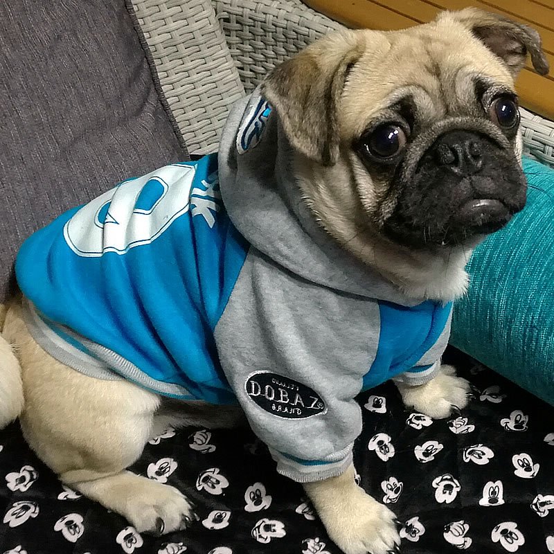 pupaholic's tweet photo. This sporty NY Dog Hoodie in Blue is ideal for any pup that wants to look sporty and stylish at all times. This New York 69 will have your pup looking like the Most Valuable Puppy!

#dogclothing #dogclothe #doghoodie #lovedogs #dogfashion  #dogs #mvp #pupaholiclovers #pupaholic https://t.co/LAG7qOMoXJ