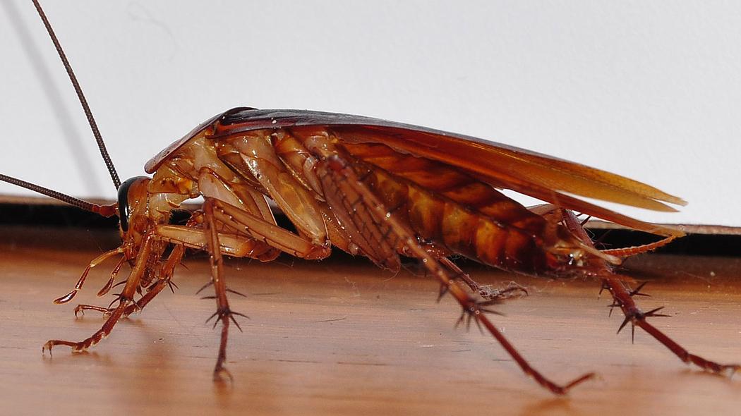 FarrowPest's tweet photo. #DidYouKnow cockroaches have at least 18 knees! #FunFact https://t.co/EIYB0Ao6LQ