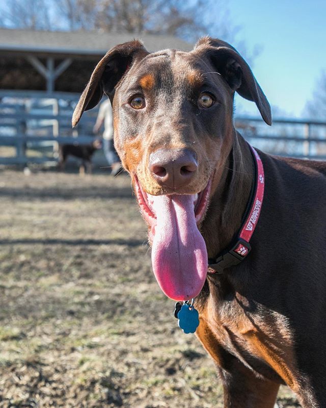 IAmAllyse's tweet photo. Despite her needing to smell all the things and photobombing a few shots, Ginger is my favorite photo taking companion (except for her dad of course, he’s better at setting up lights and helping me remember where I left my keys). #photoassistant #bestfr… https://t.co/ljRkXrqTqE https://t.co/onc9KO7N9g