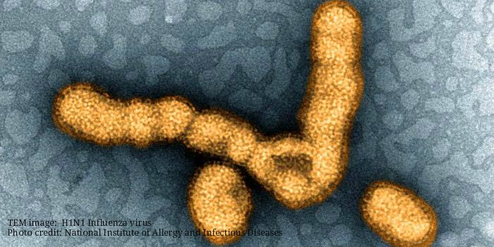 CDCFlu's tweet photo. While H3N2 #flu viruses continue to predominate, there is an increasing proportion of flu B and H1N1 viruses being detected. Early flu vaccine effectiveness estimates was 67% against H1N1 flu viruses and 42% against flu B viruses. https://t.co/QTnHHeAuLZ https://t.co/z0rF6uFgfS