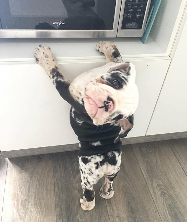 Iz my breakfast samwich done yet?! @butter.the.bulldog 🥓 #ismellbacon #PupBox