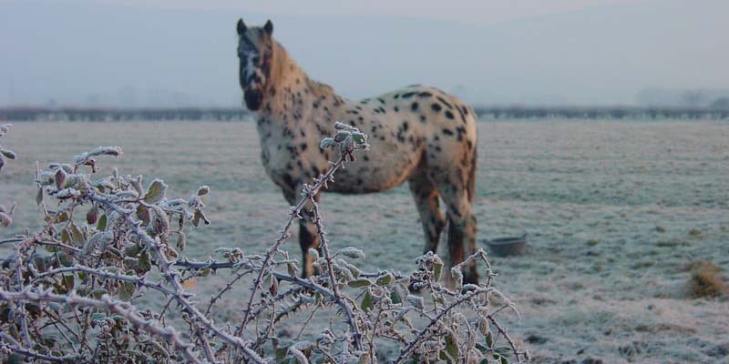 10 Top Tips on caring for your horse when the cold hits. From Pure Feed founder Lou Talintyre. Click the link to read bit.ly/2ozXvqE