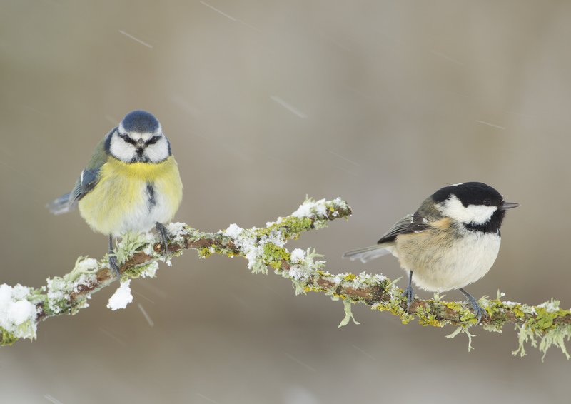DevonWildlife's tweet photo. It's hard for little chaps like these to find food when everywhere outdoors is covered in snow. Make sure your bird feeders &amp; bird baths are snow/ice free! #devonsnow Photo, Mark Hamblin/2020VISION https://t.co/WrCI9A5Gk9
