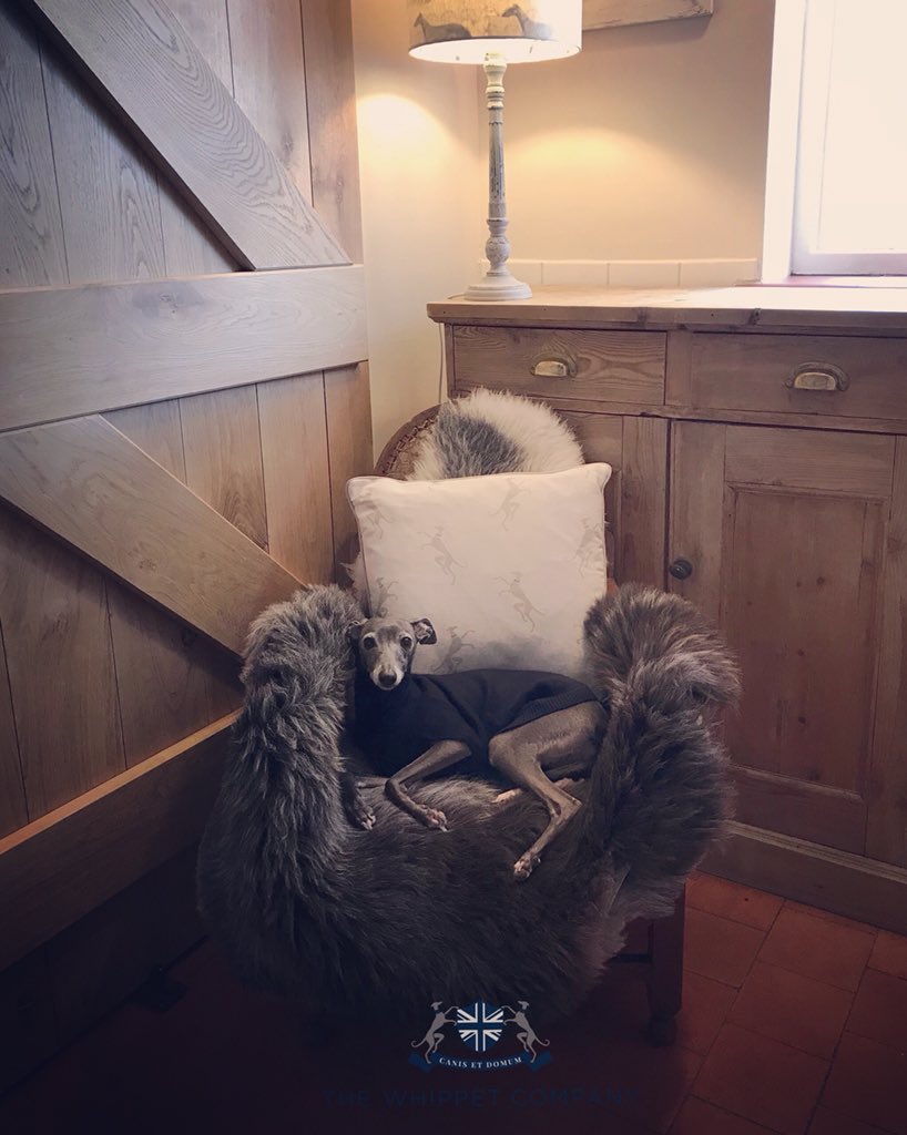 TheWhippetCo's tweet image. Baby it’s cold outside! Is that so?! #cashmereforhounds #herdwicksheepskin #linencushion